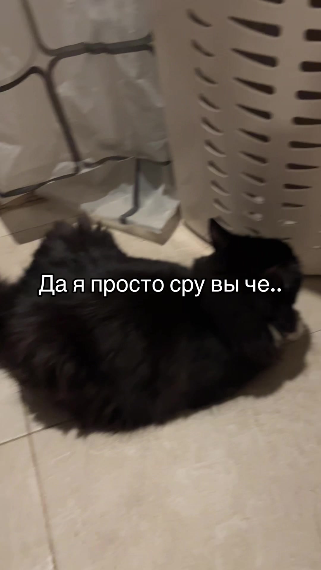 @Чувава