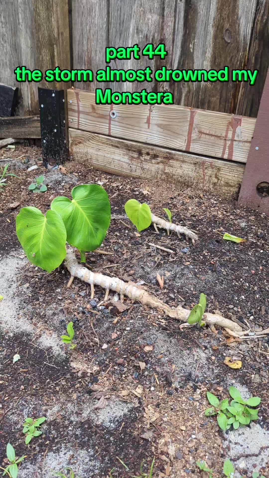 @Monstera Man