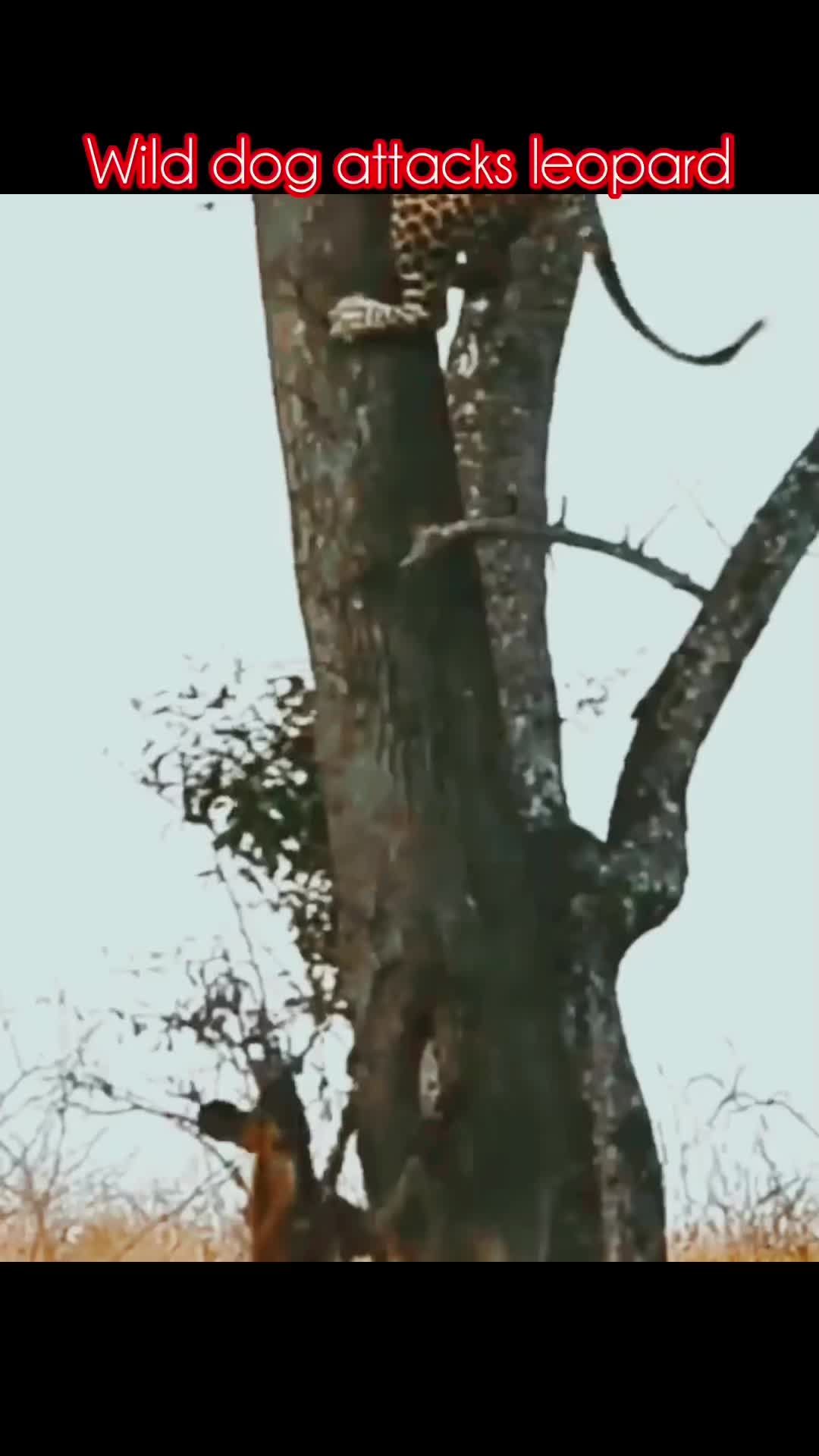 @animal9