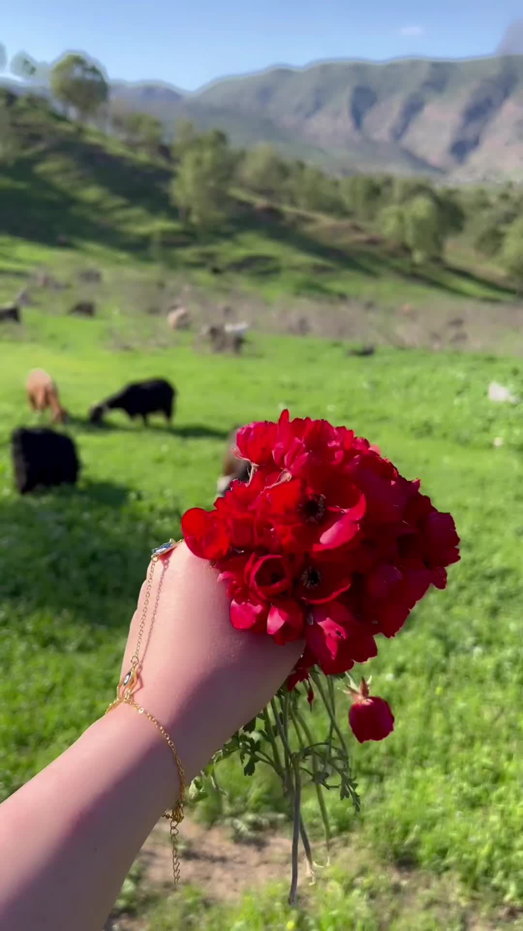 @حـلاا🐆🩶