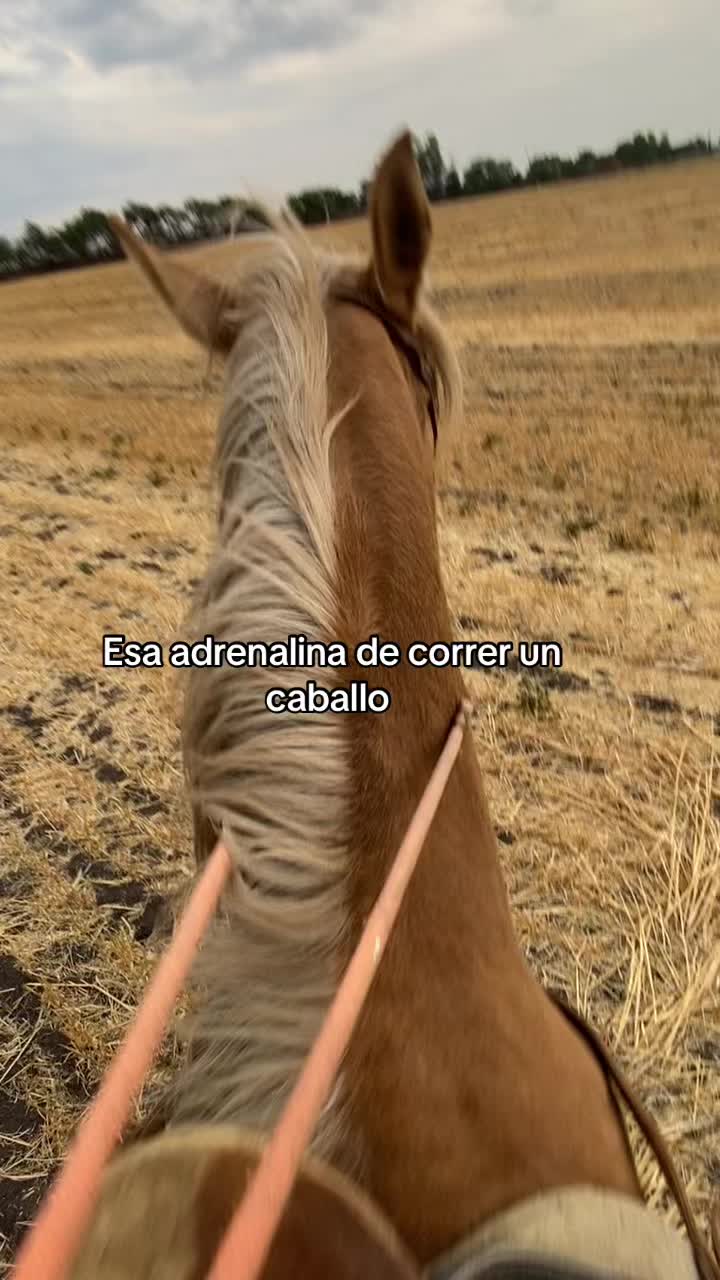@Horses TikTok