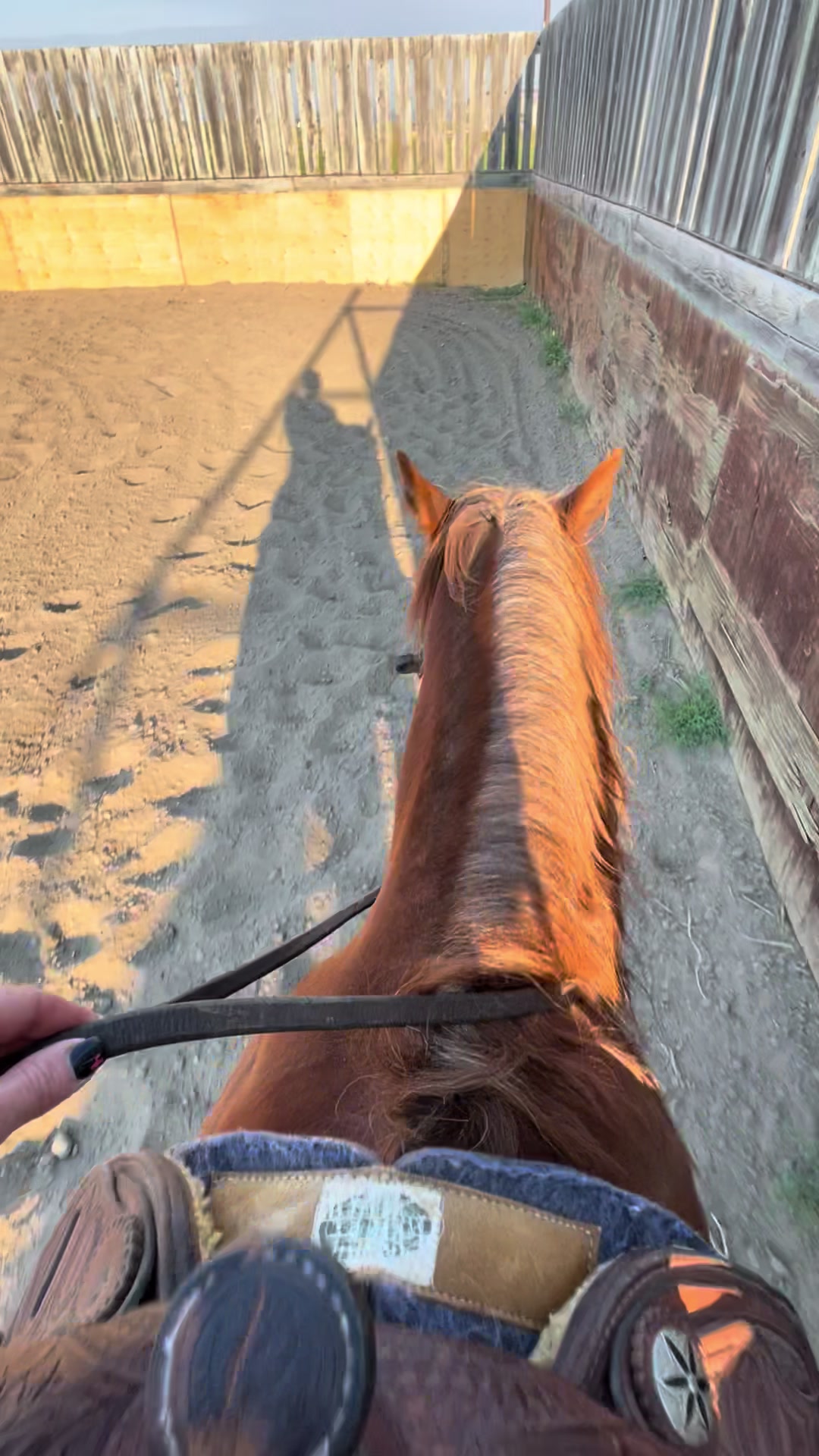 @starboundhorses