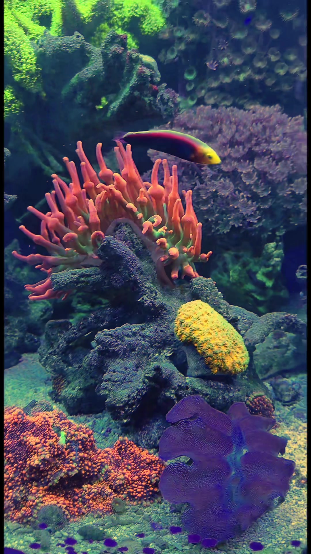 @Palmetto Reef