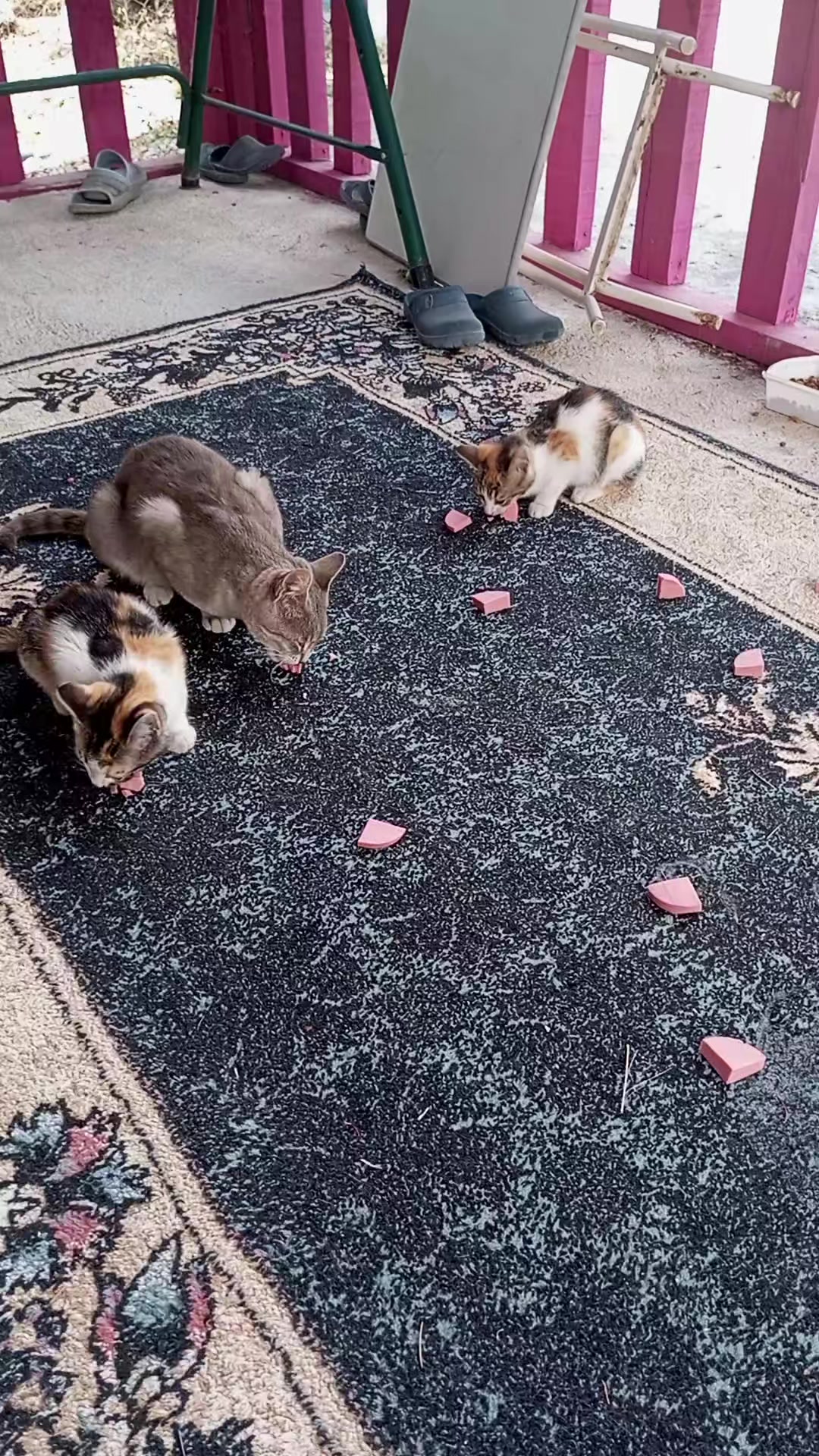 @UMUT BEKLEYEN PATİLER, 🐶💕🐱?