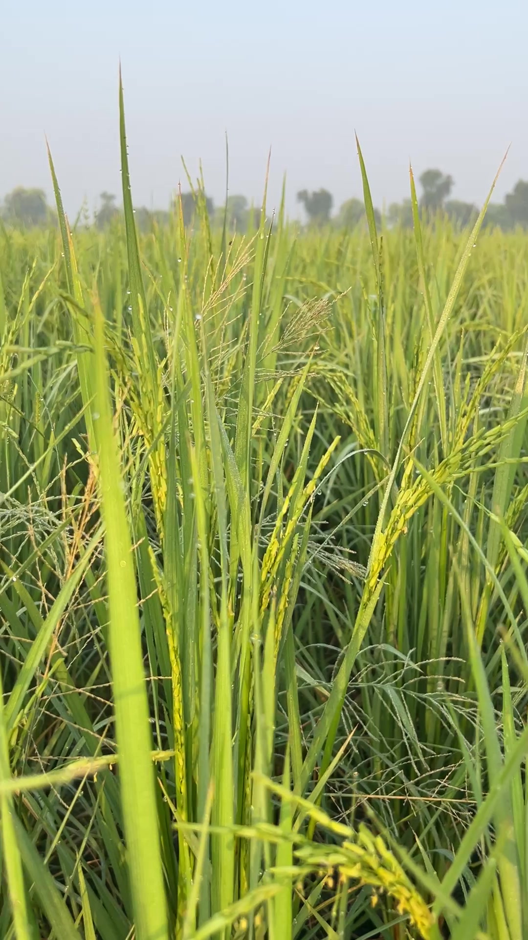 @سوہنا پنجاب🌾🫀