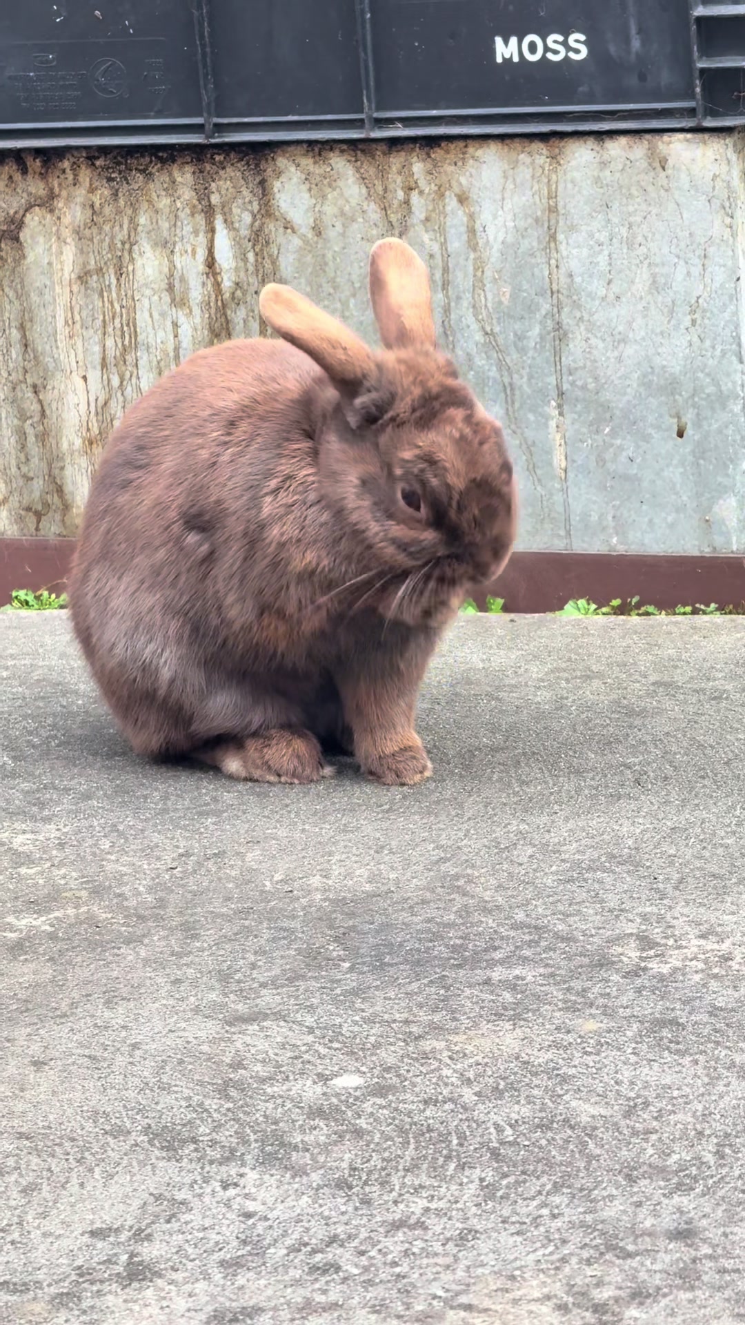 @Chocolate and Cheeto 🐶🐰