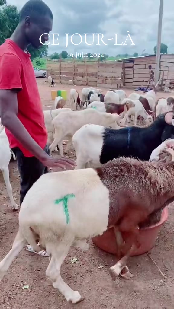 @LE BERGER☘️ÉLEVER💦🥰🇨🇮🇲🇱