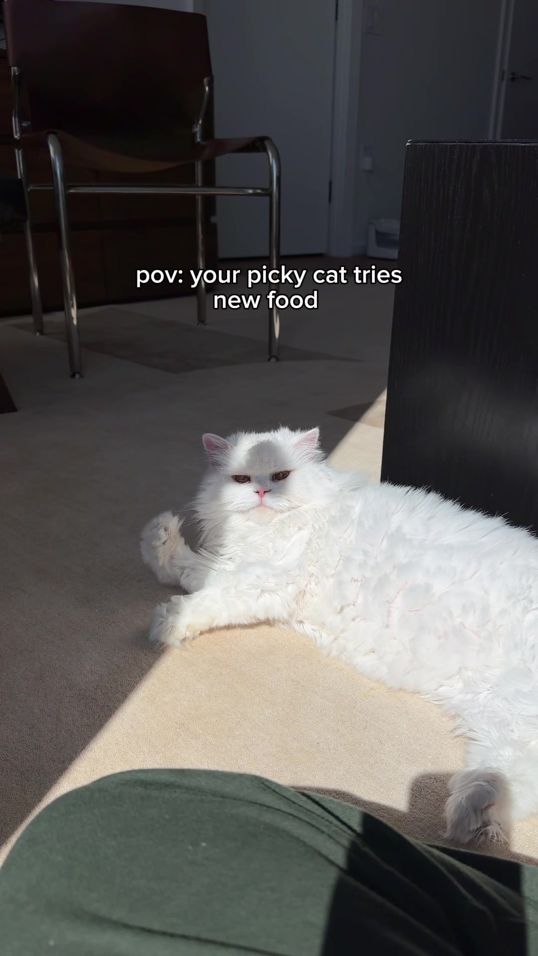 @Cleo the City Kitty