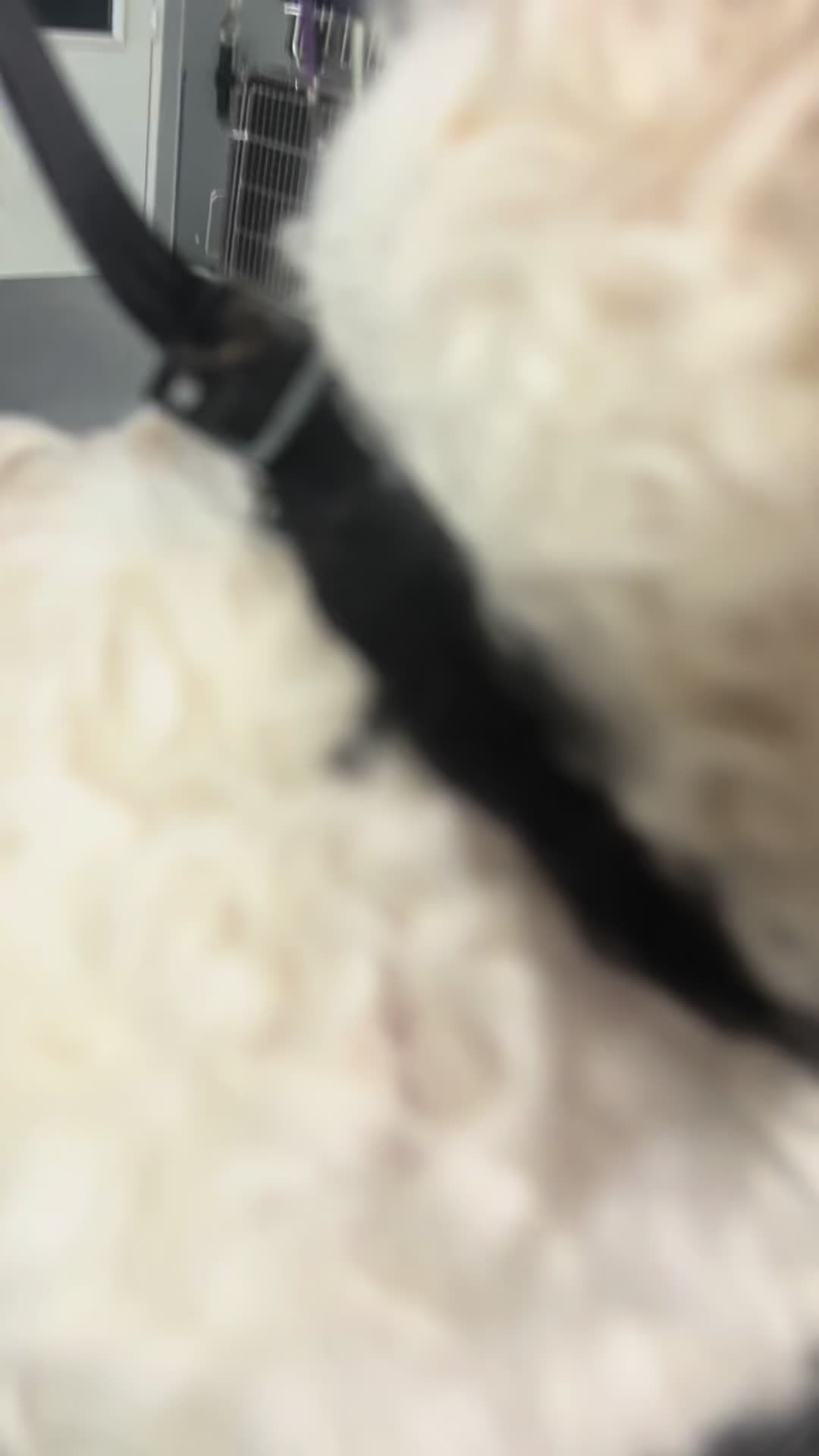 @Softskinpuppies