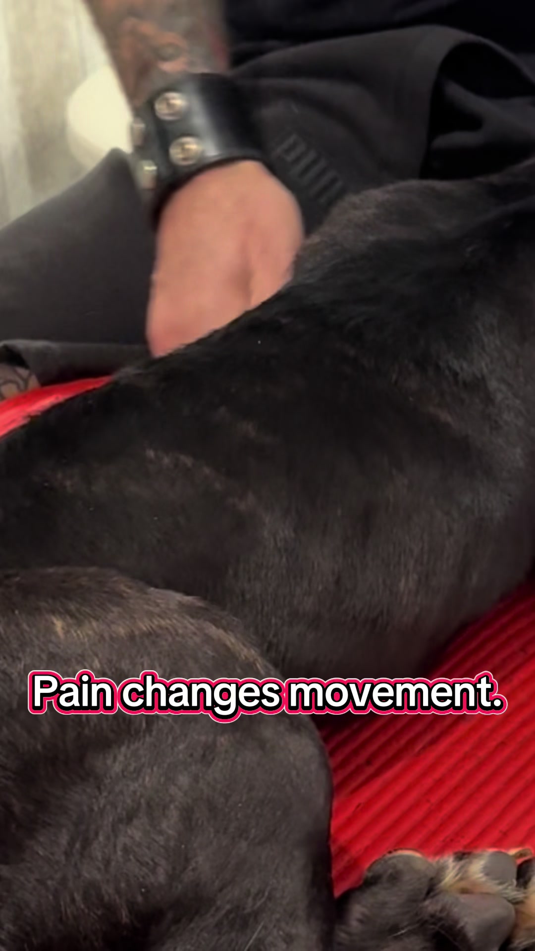 @ArfitDogRehabFitness