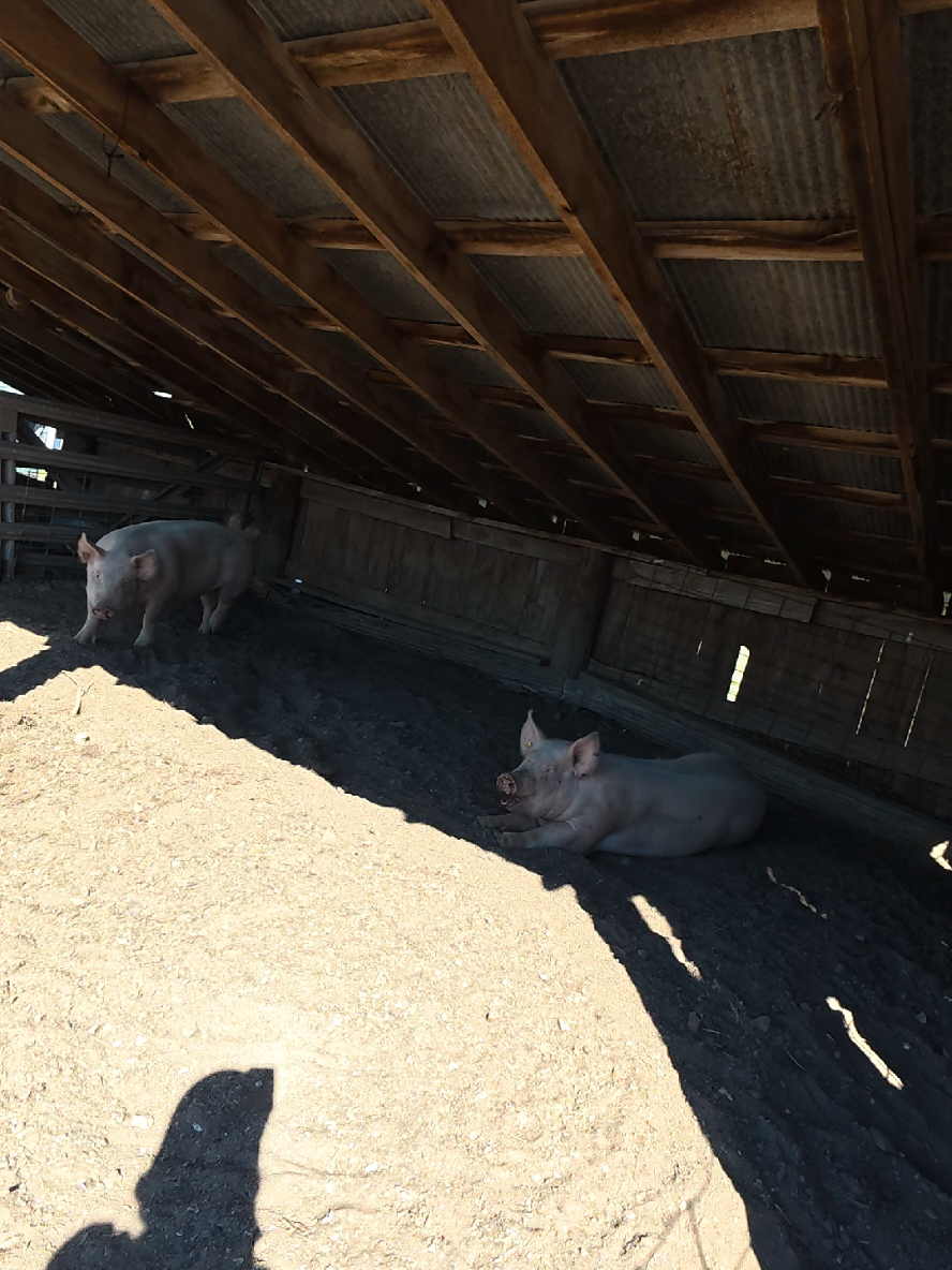 @ABC Homestead