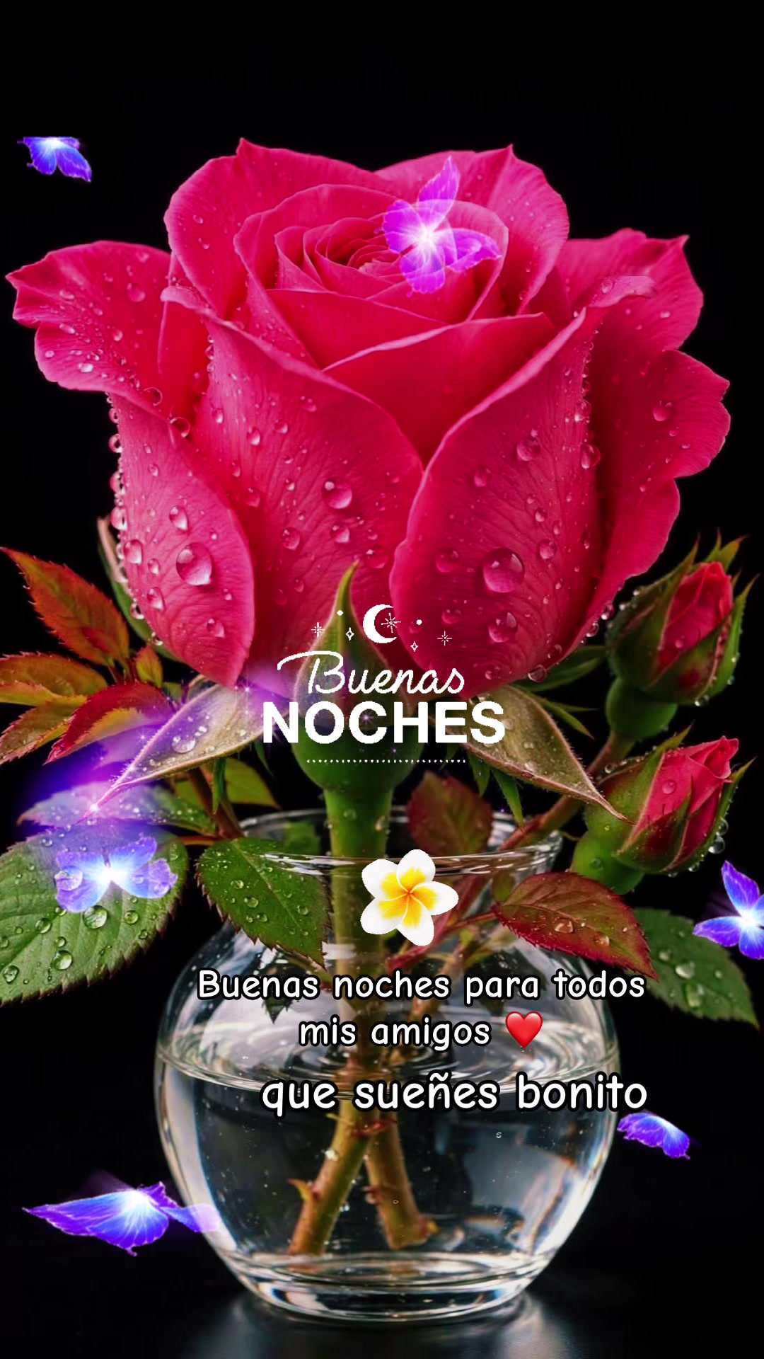 @isabelduarte594