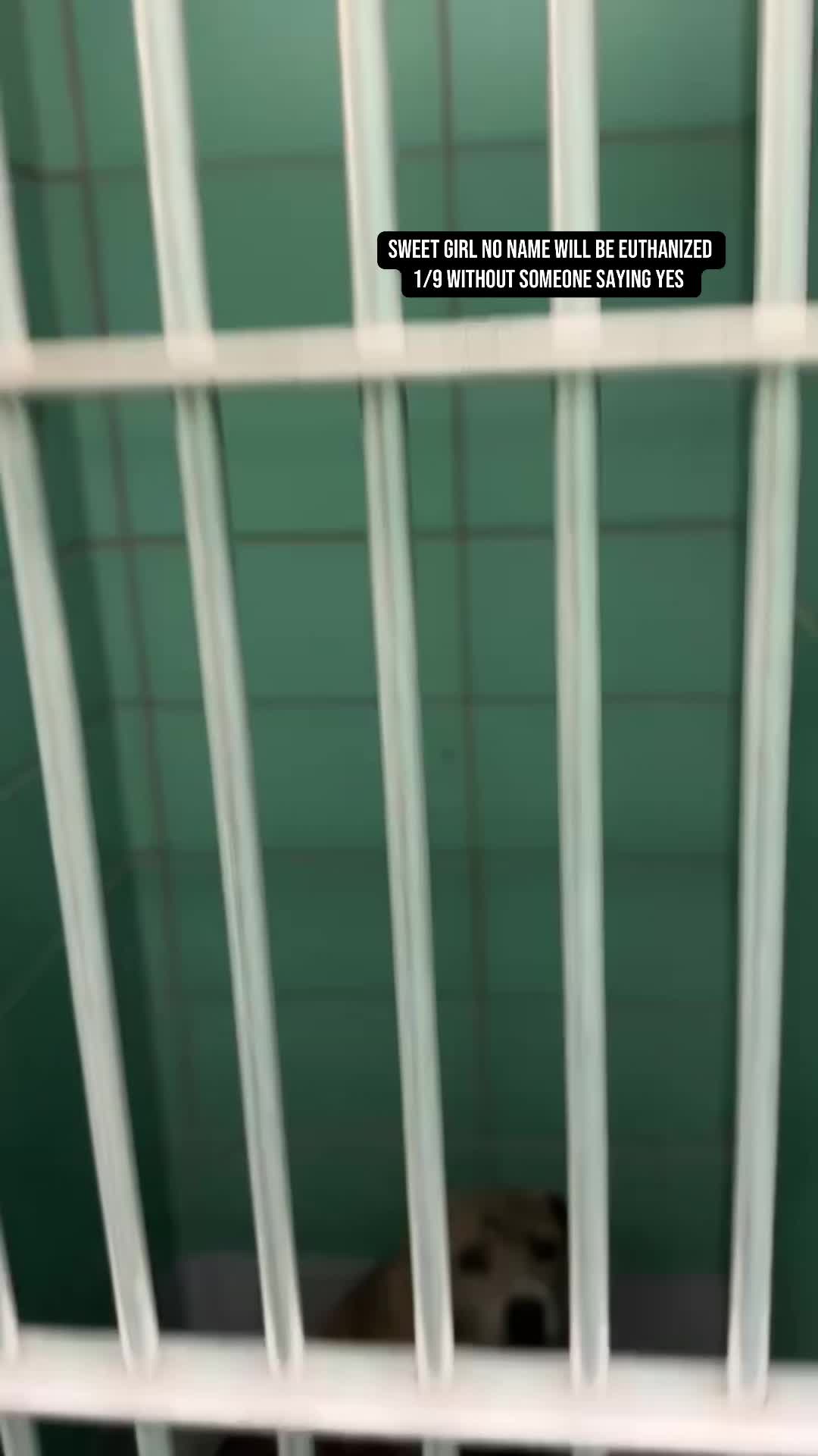 @ꜰᴏꜱᴛᴇʀ.ᴀᴅᴏᴘᴛ.ʀᴇꜱᴄᴜᴇ