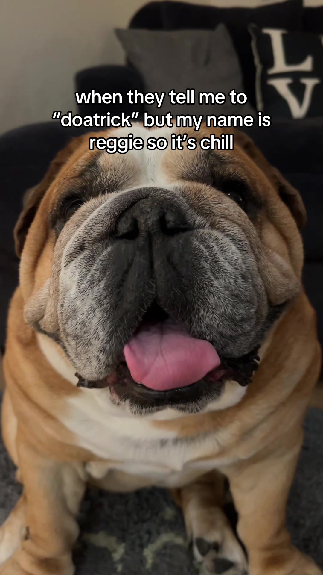 @Reggie the Bulldog