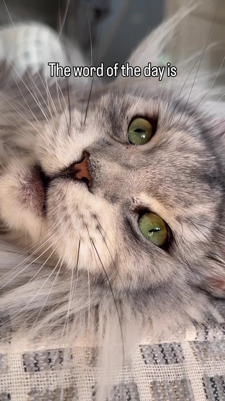 @Winnie: Maine Coon Kitty