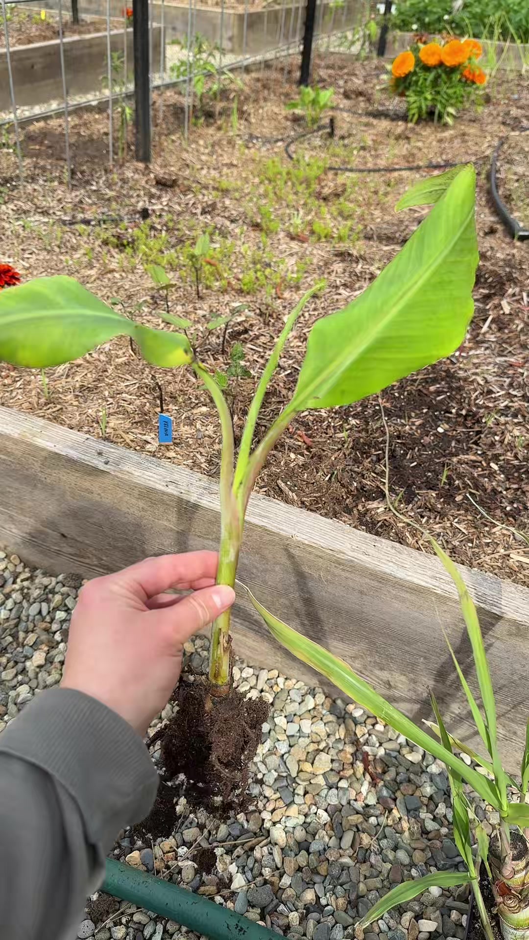 @Gardening&ensp;with&ensp;Tara