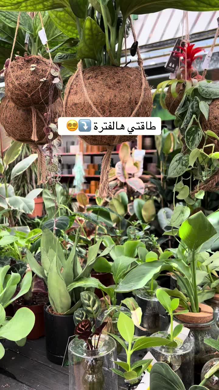 @|١٤١٤ه الَبتُــــــــــولْ