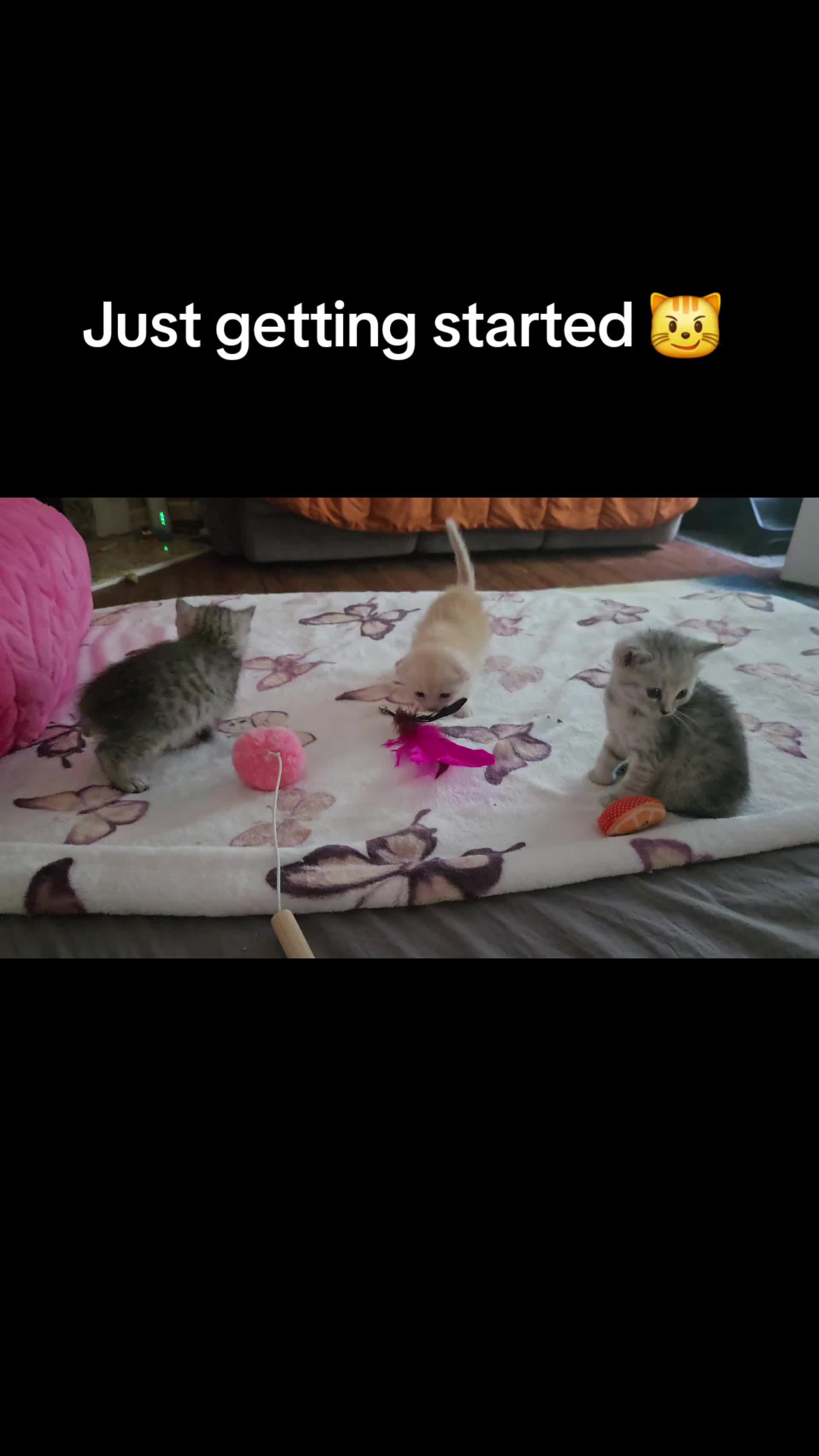 @Brittany Beauties Kittens