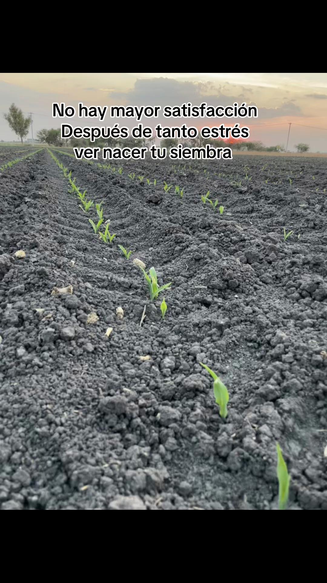 @el_menor_04