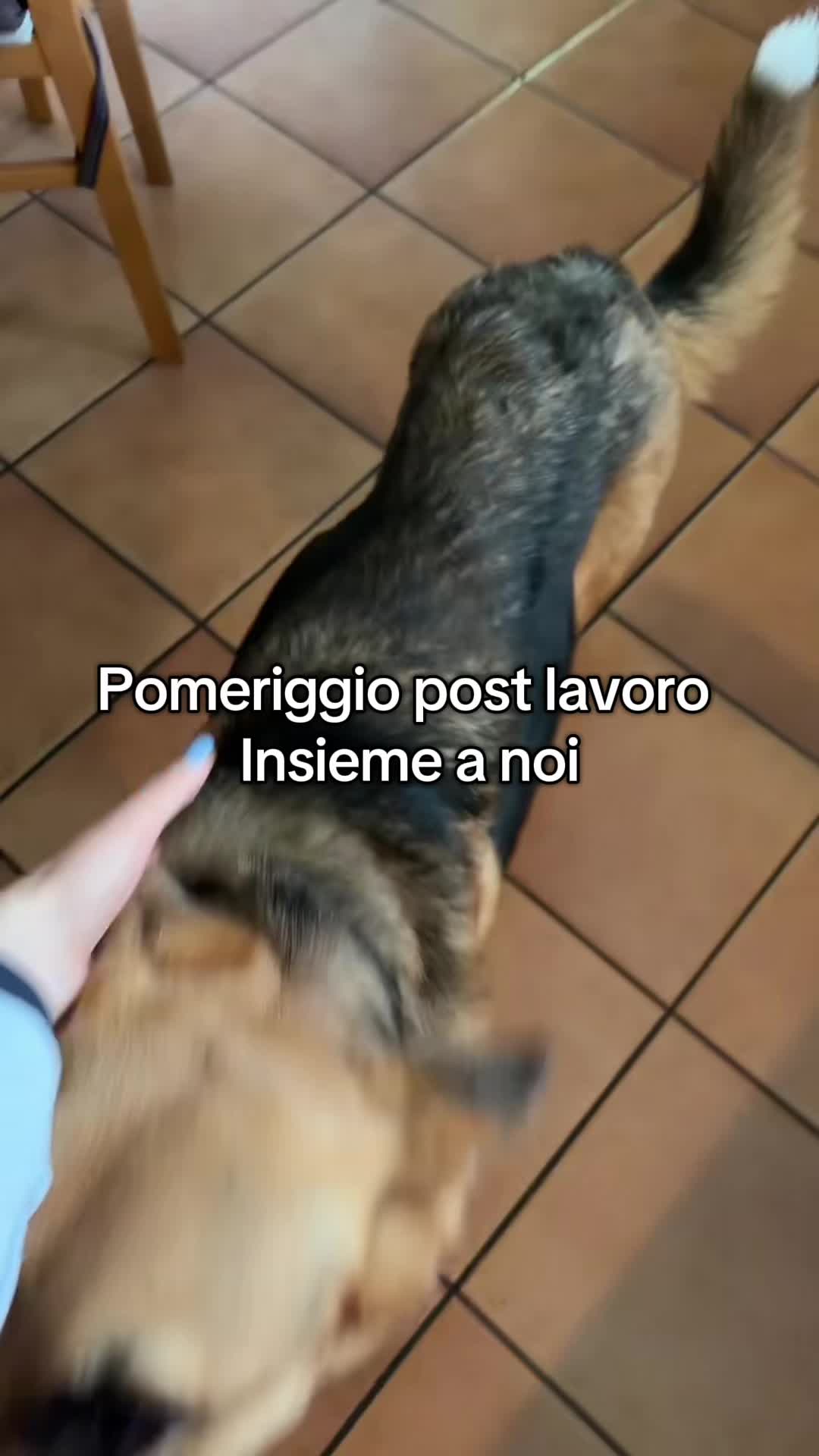 @_lafox_🦊