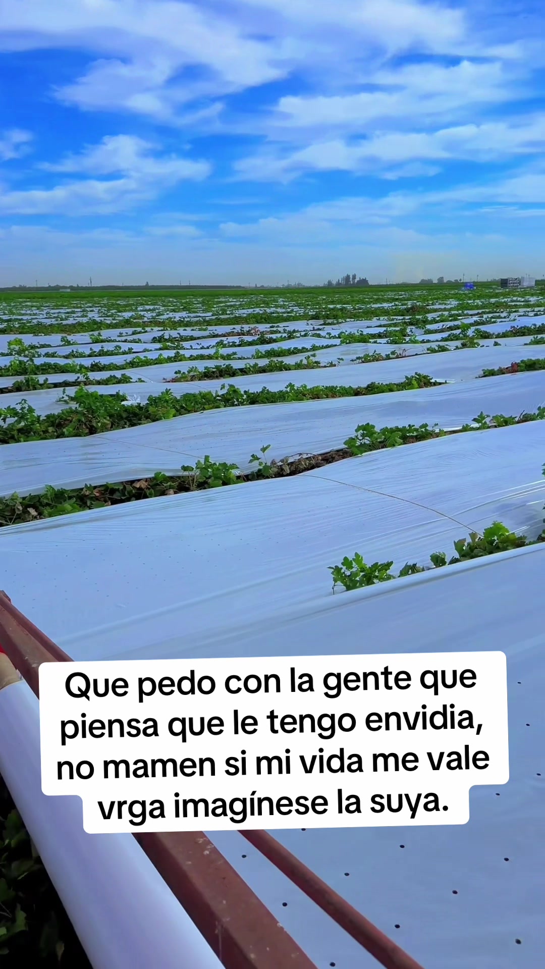 @PABLO PINEDA