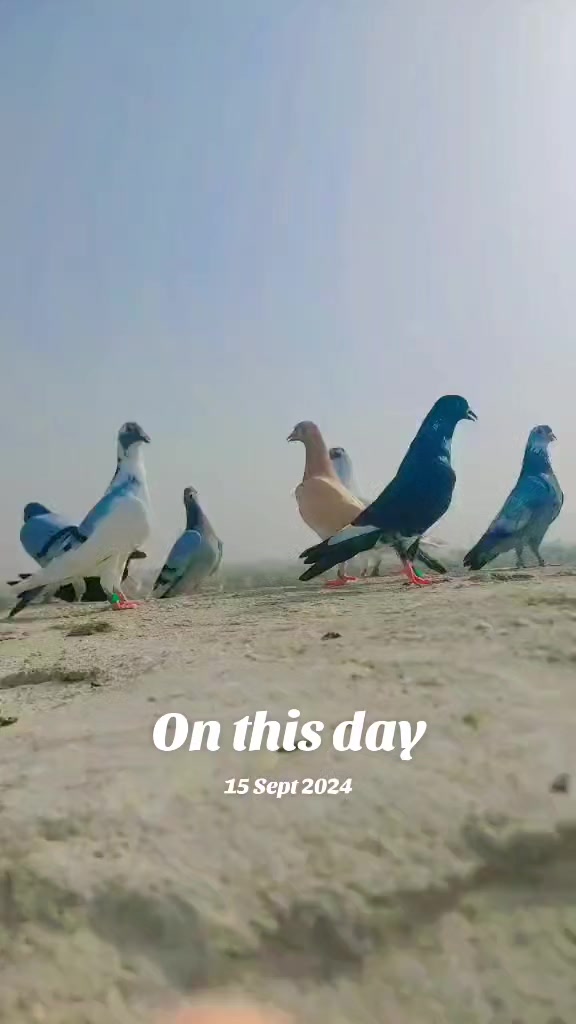 @Saeed King khan