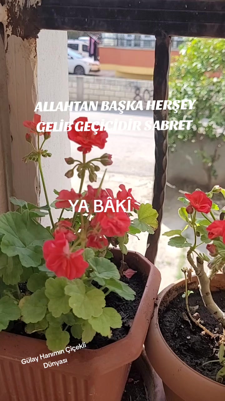 @G&uuml;lay Hanımın &Ccedil;i&ccedil;ekli D&uuml;nyası