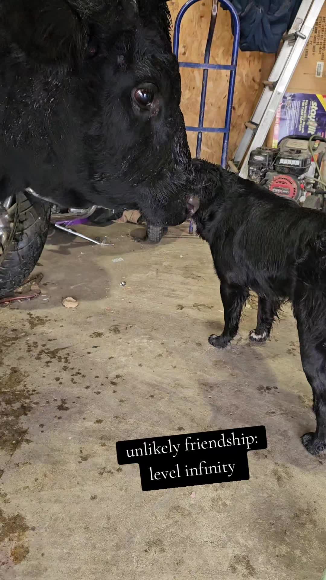 @Dakotafunnyfarm
