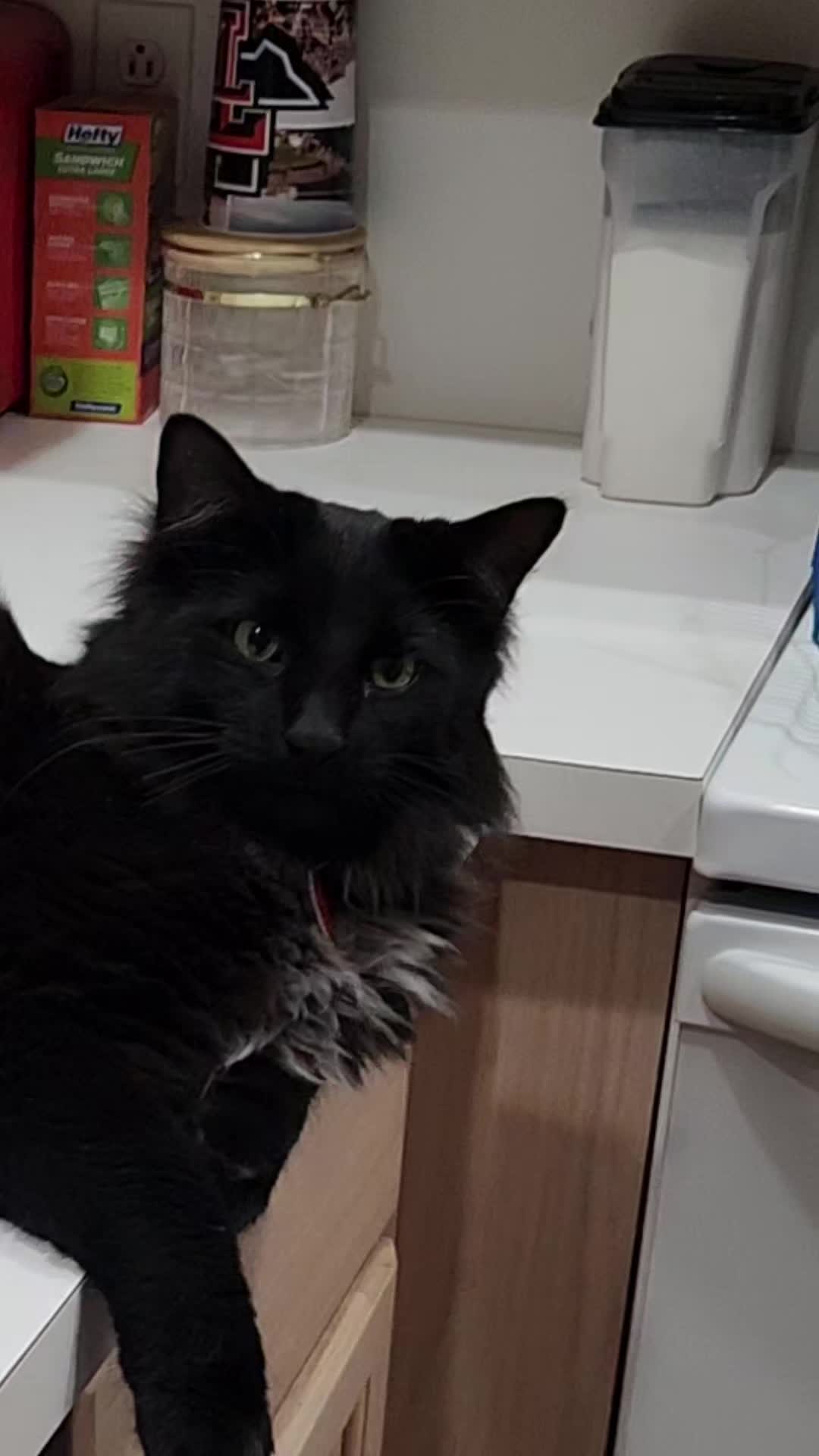@crazycatcrew