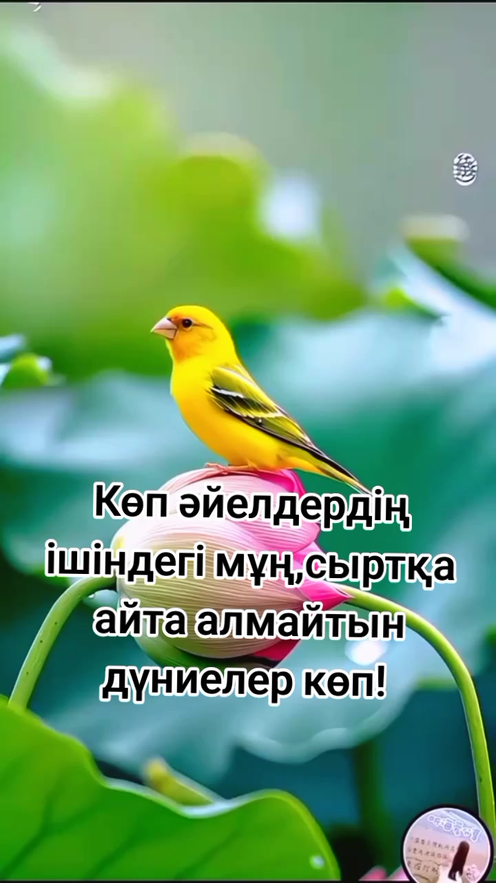 @Дикош