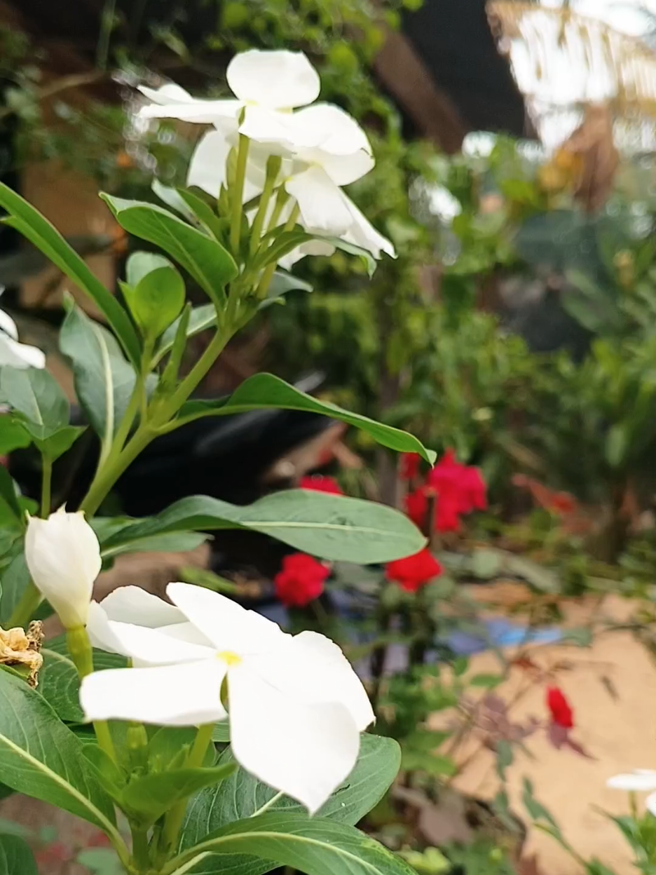 @susmawaati