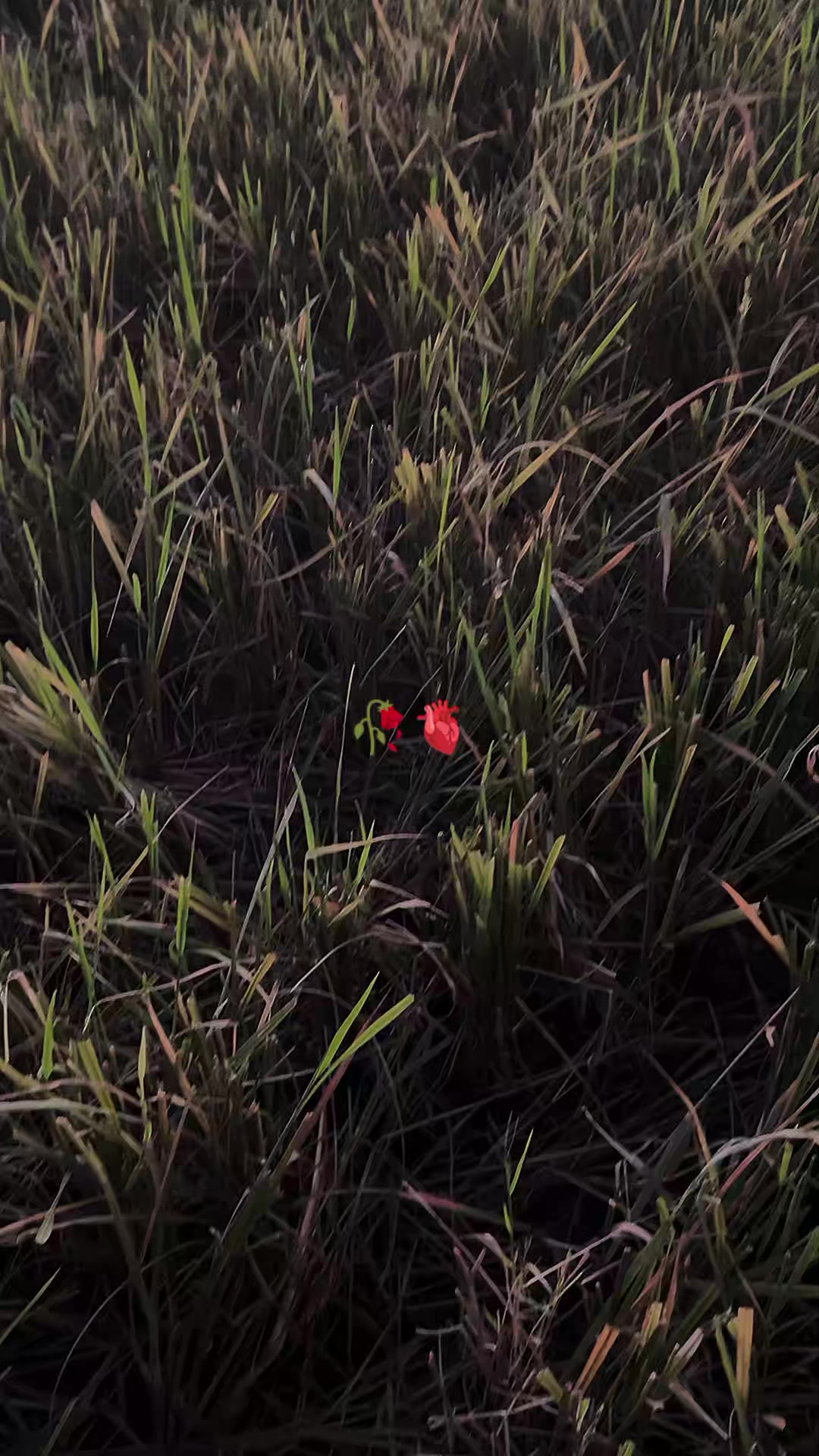 @❤️&zwj;🩹