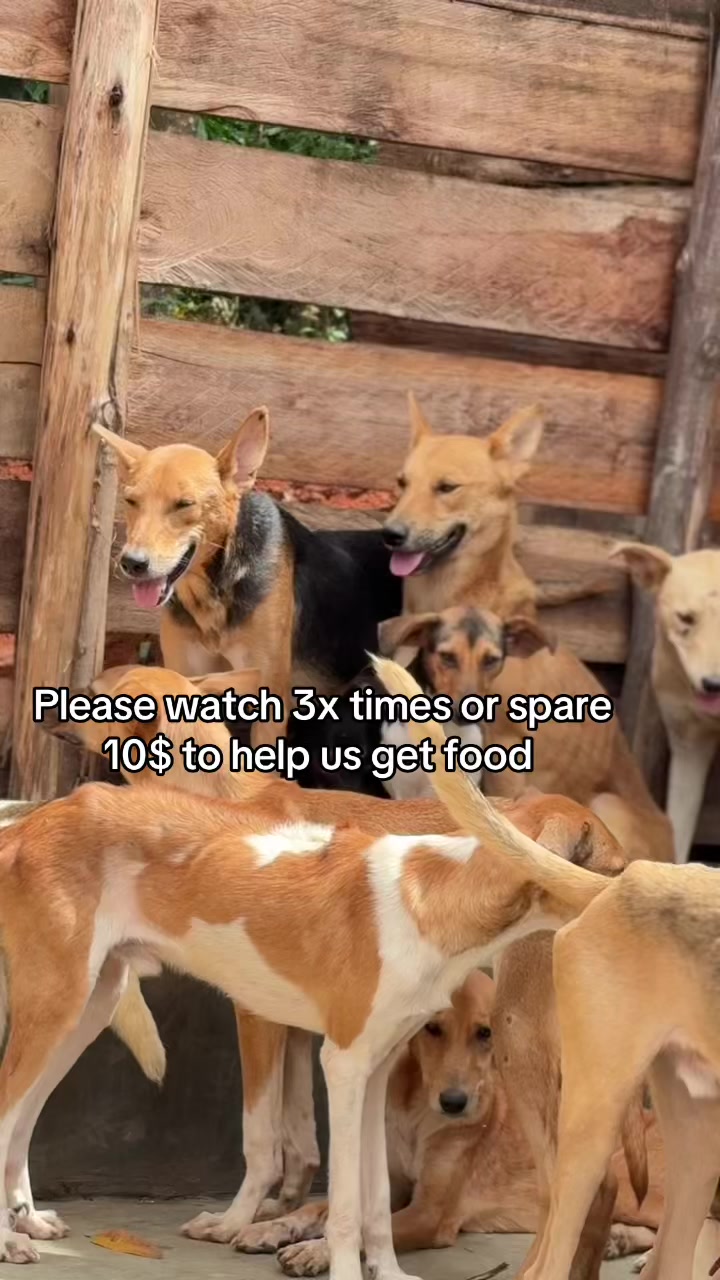@furry_care_haven