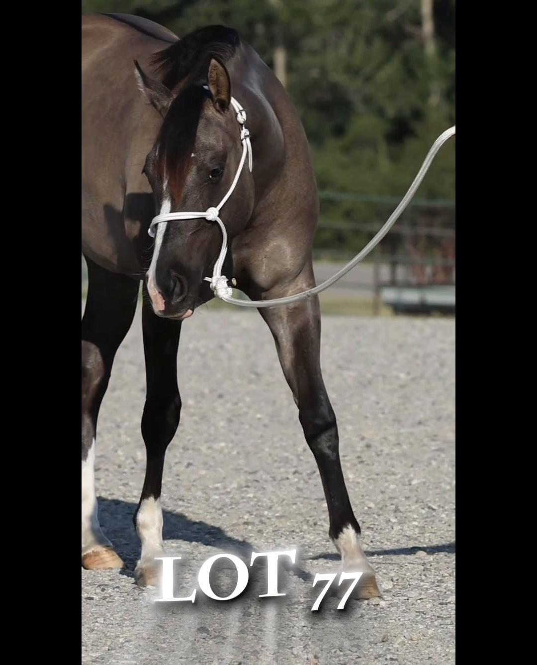 @HorseAuctionsUSA