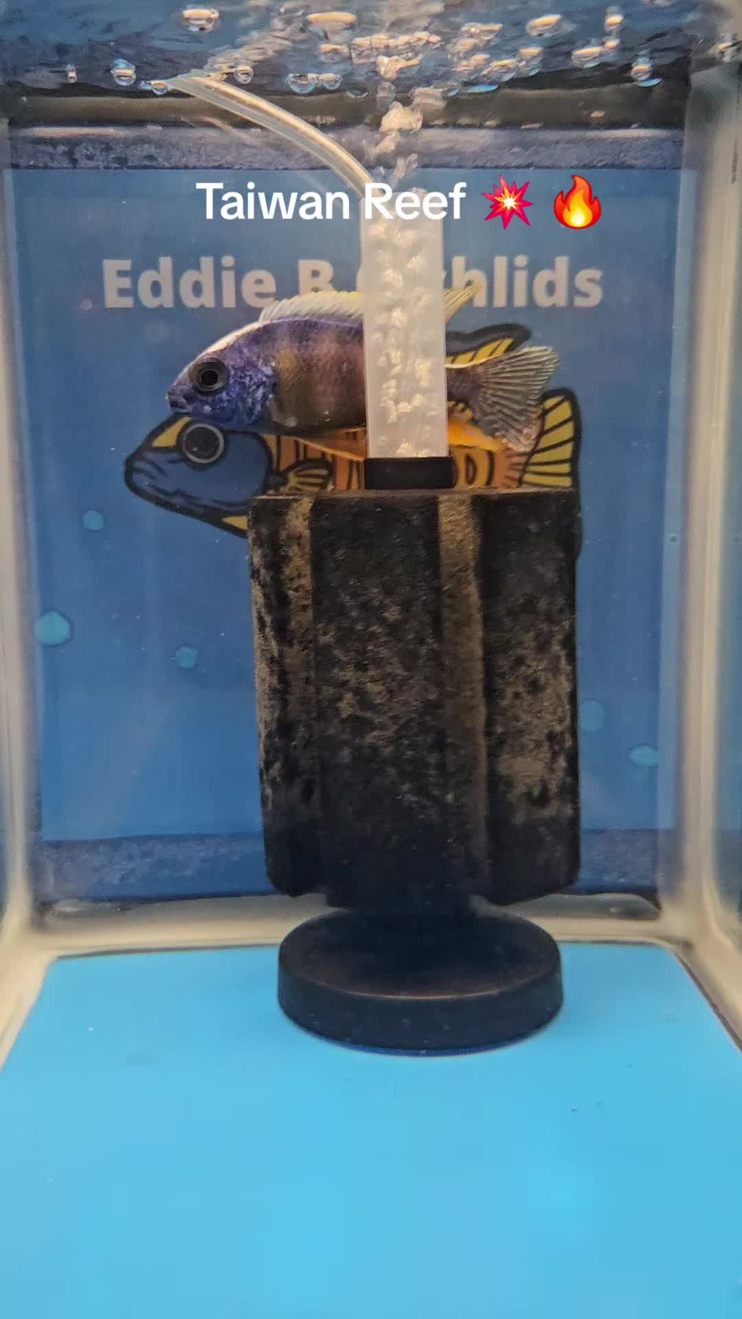 @EddieBcichlids
