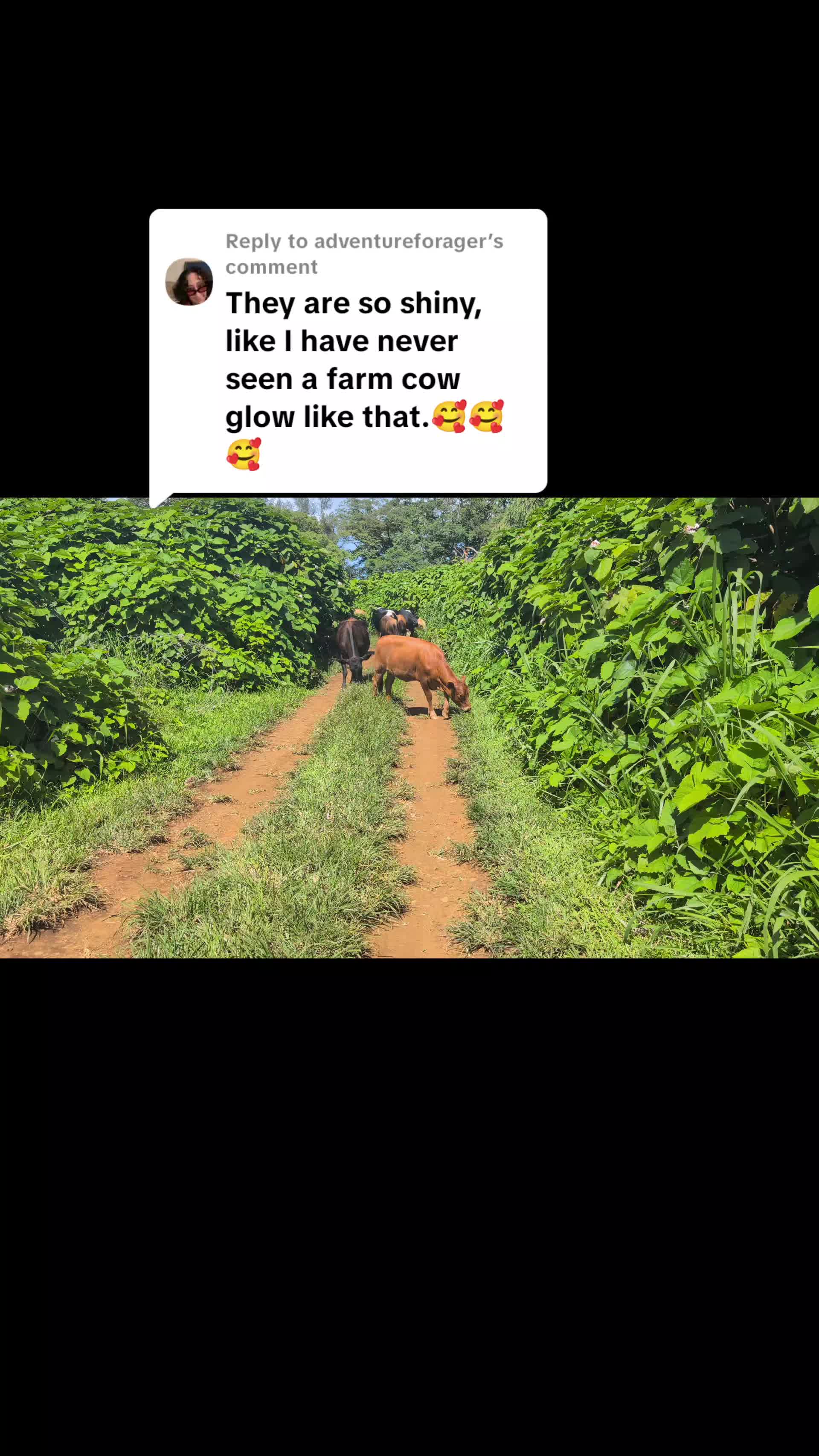 @Krishna Cow Sanctuary