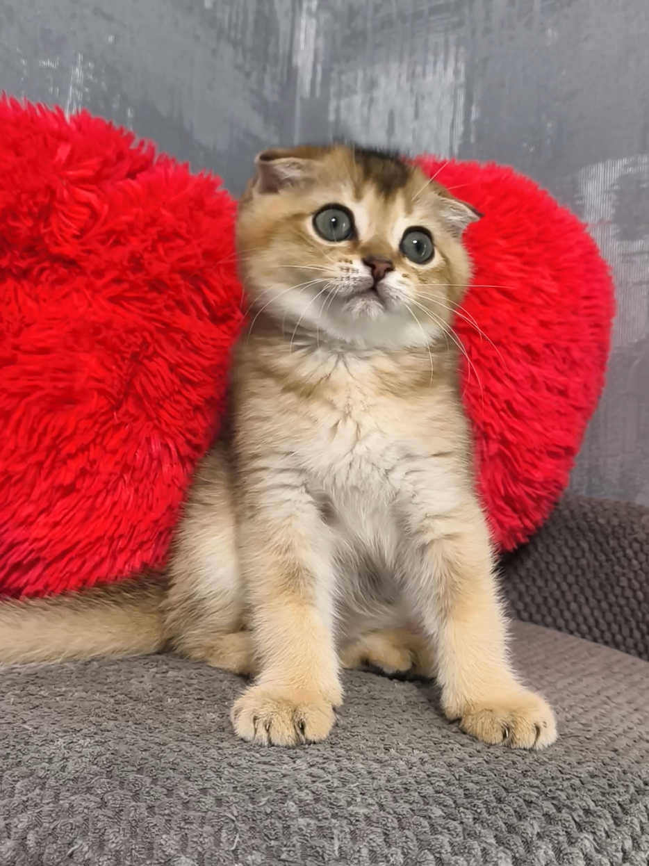 @Кошенята шотландські 😻