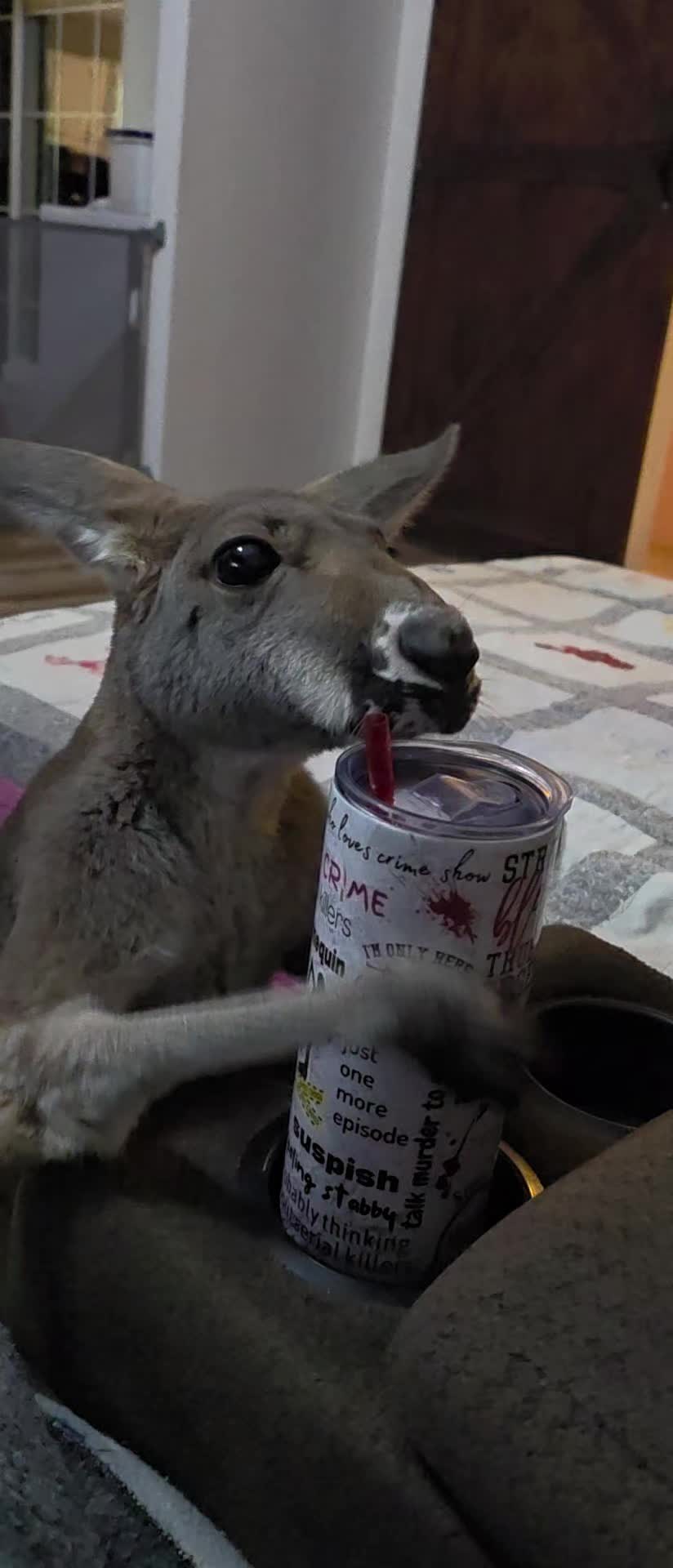 @Penny the Kangaroo 🦘
