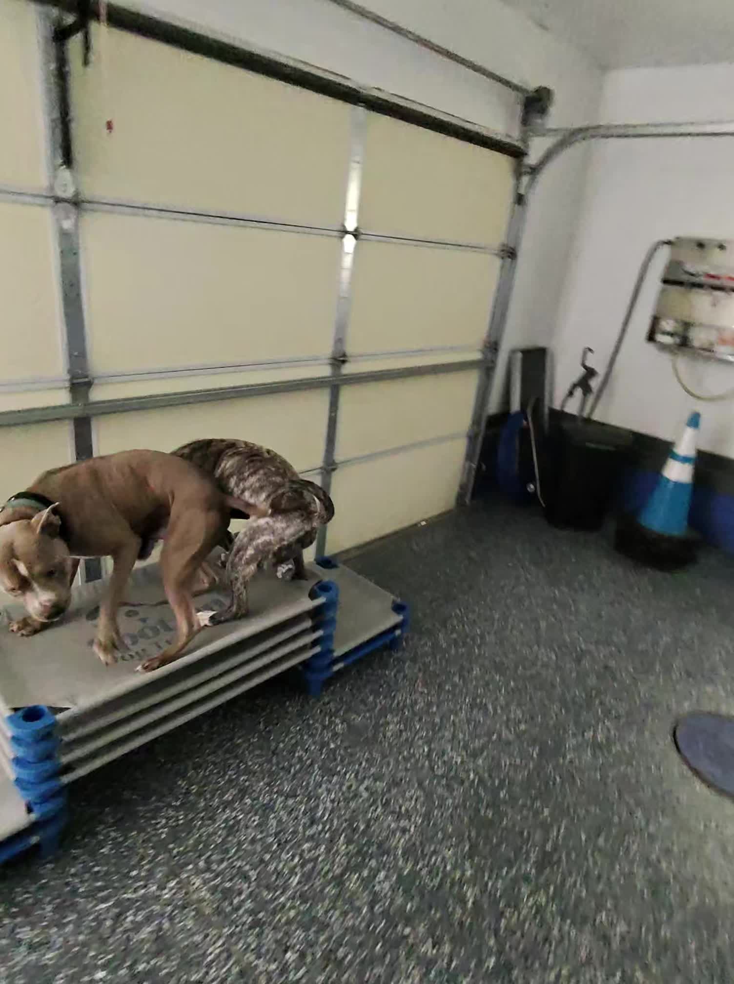 @Jay TheDog Trainer