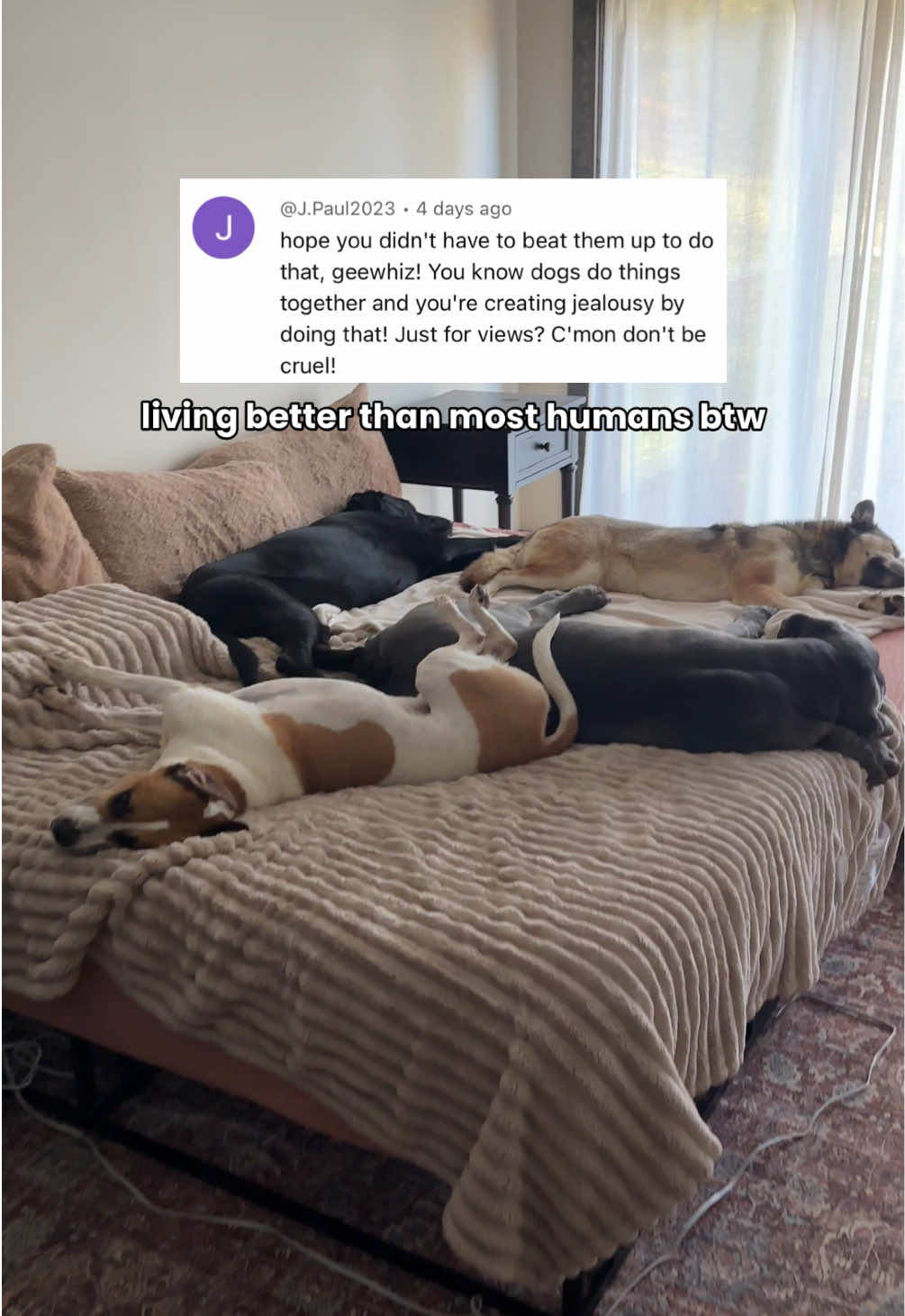@Taylor + 4 dogs ๐ฉ๐ผ๐ถ๐ถ๐ถ๐ถ