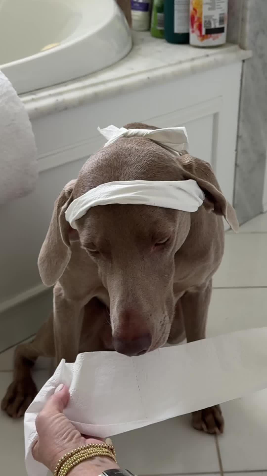 @Zoey the Weim
