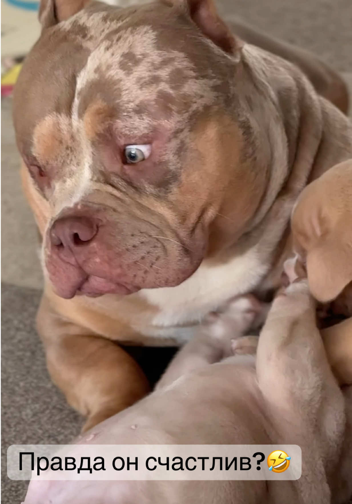 @TWO_BULLY