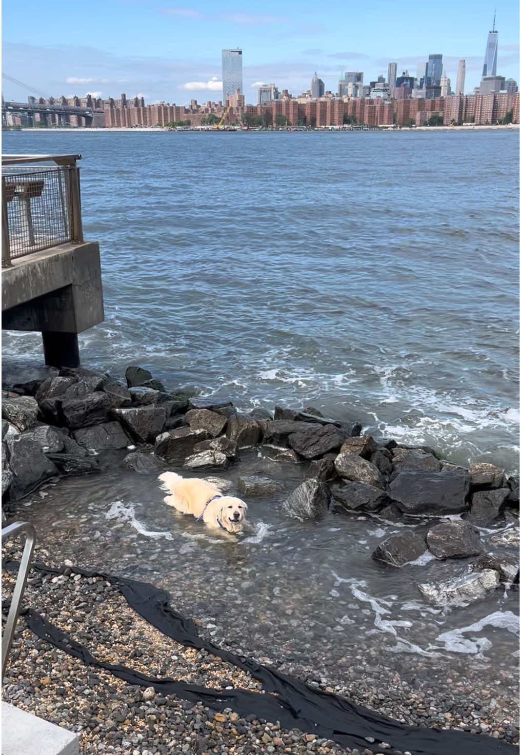 @Frank & George the NYC goldens