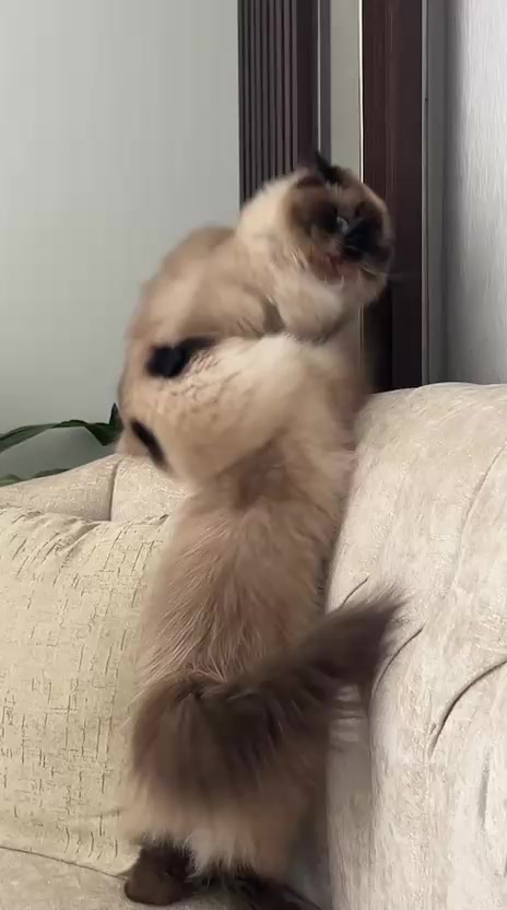 @himalayancat0