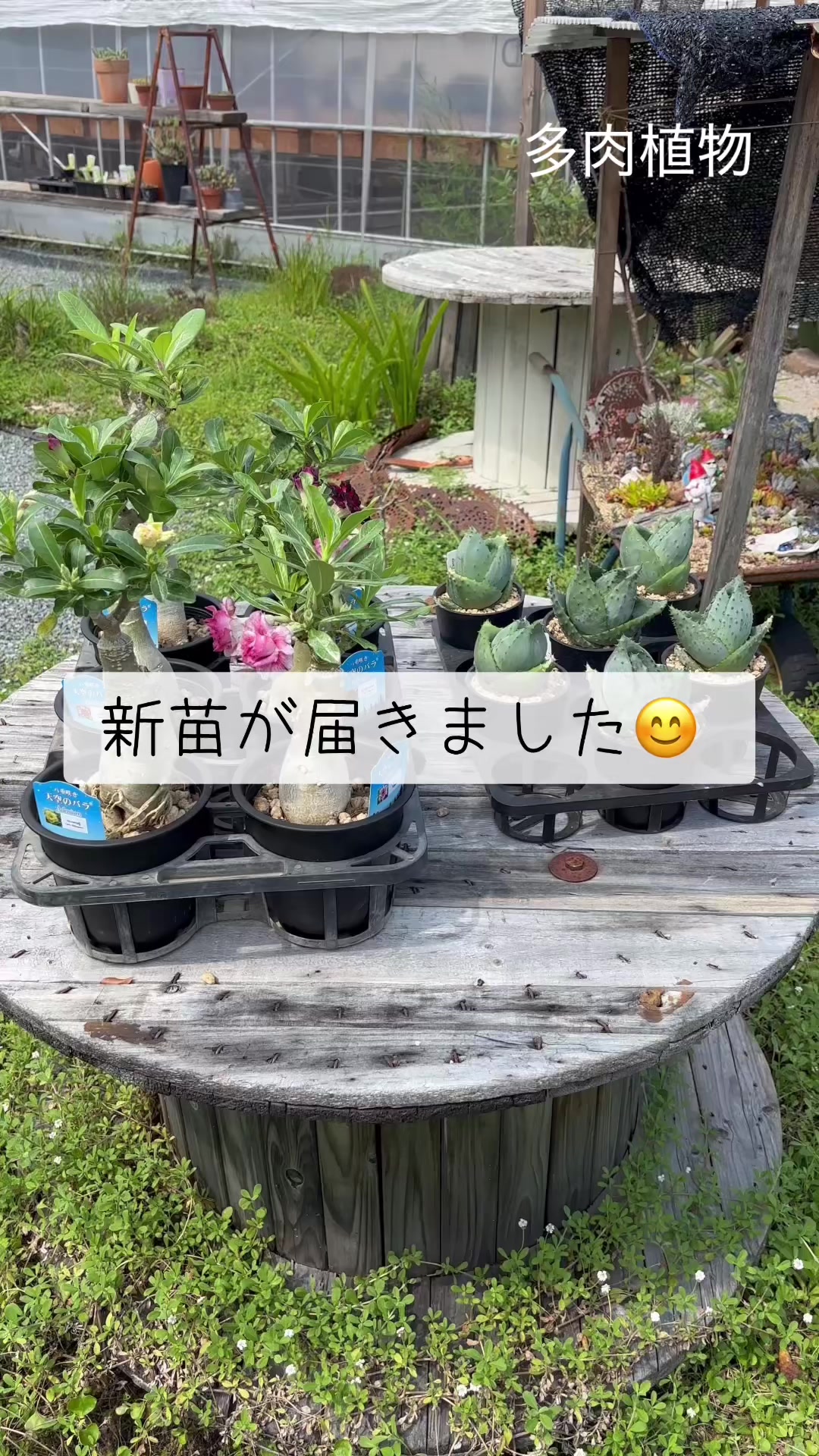 @さきゅまる~こぴとSHOP