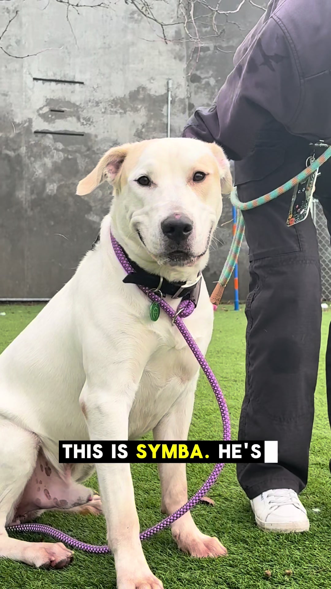 @Seattle Animal Shelter