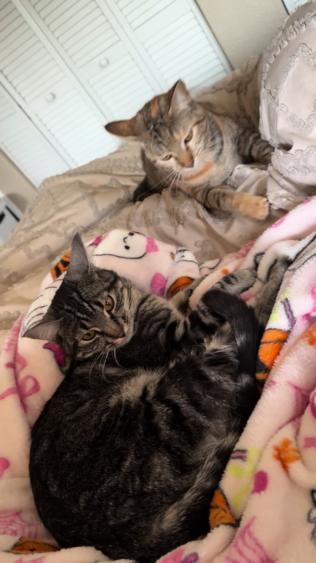 @KrazyKatz