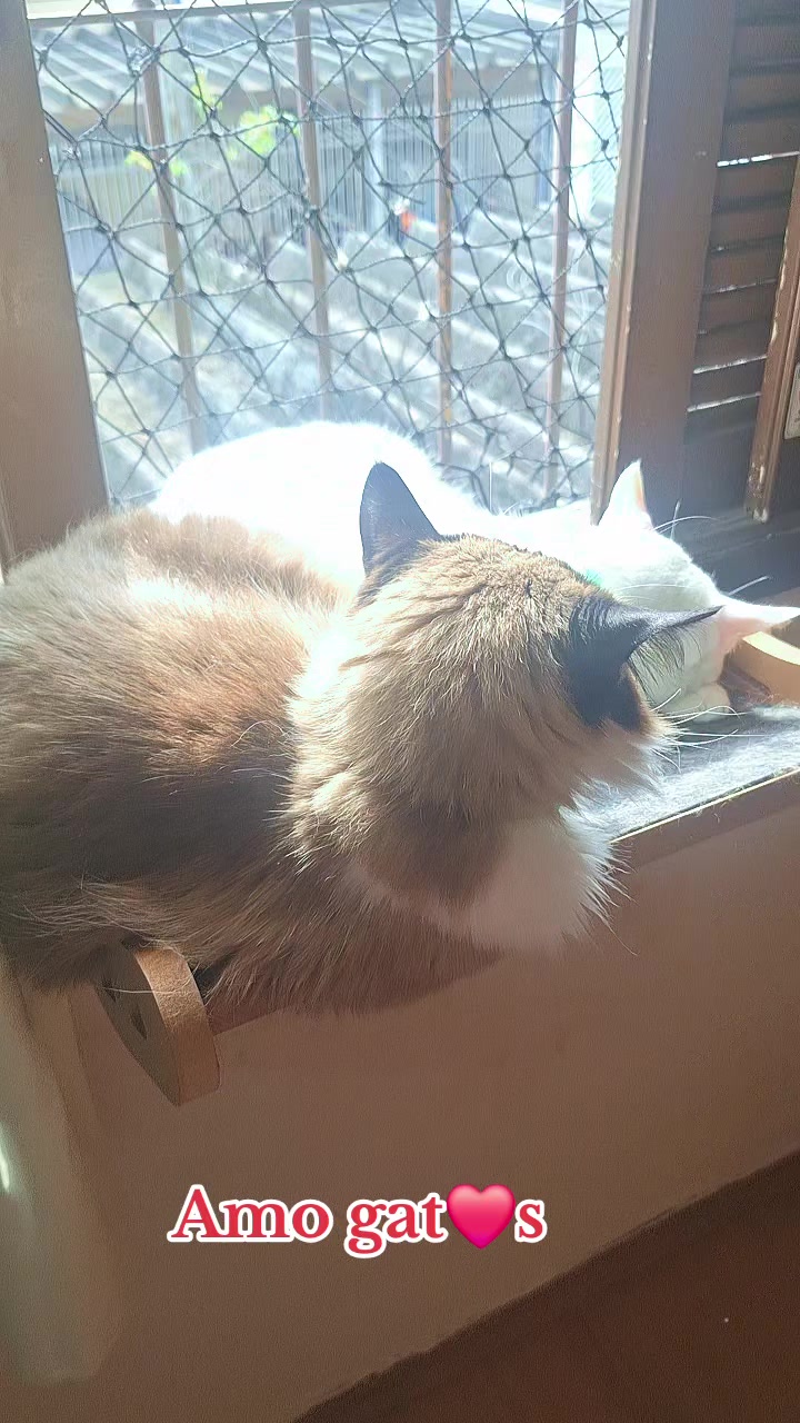 @MagdAmAnimais😾🐶🕊🐅🐍🐢🦜