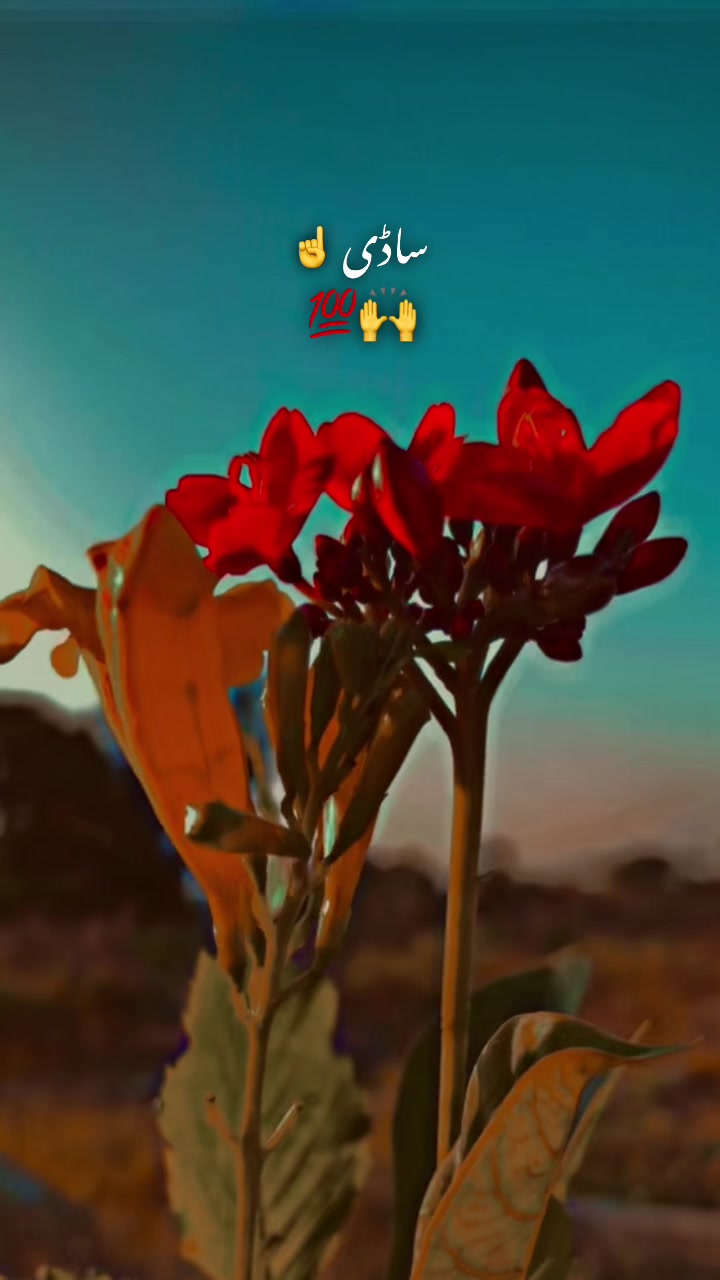 @پنڈا والے  راجپوت☘️☘️ظفر وال🤗