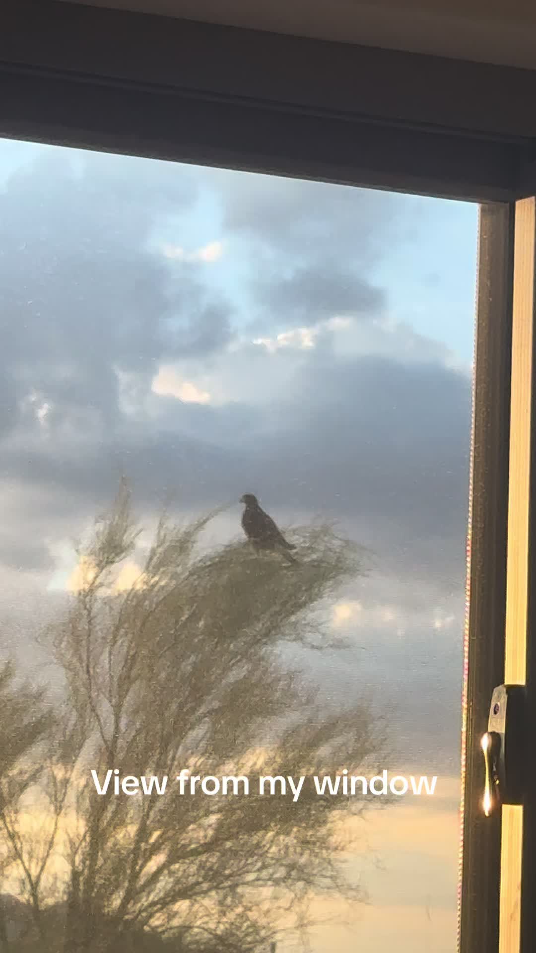 @pinayinscottsdale